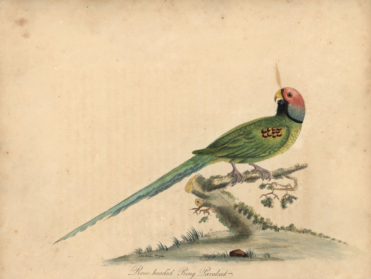 Virágfejű papagáj, Psittacula roseata. (Rózsafejű gyűrűs papagáj) Kézi színű rézmetszet William Hayes és lánya, Matilda Hayes illusztrációjáról William Hayes ritka és kíváncsi madarak portréiból az Ost menageryből alkotó: William Hayes