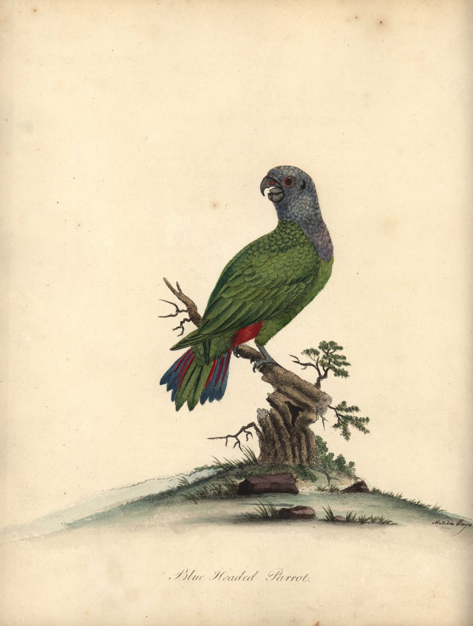 Kékfejű papagáj, Pionus menstruus. (Psittacus menstruus) Kézzel színezett rézmetszet, Matilda Hayes illusztrációja William Hayes Ritka és kíváncsi madarak portréiból az Osterly Park menageryjából. alkotó: William Hayes