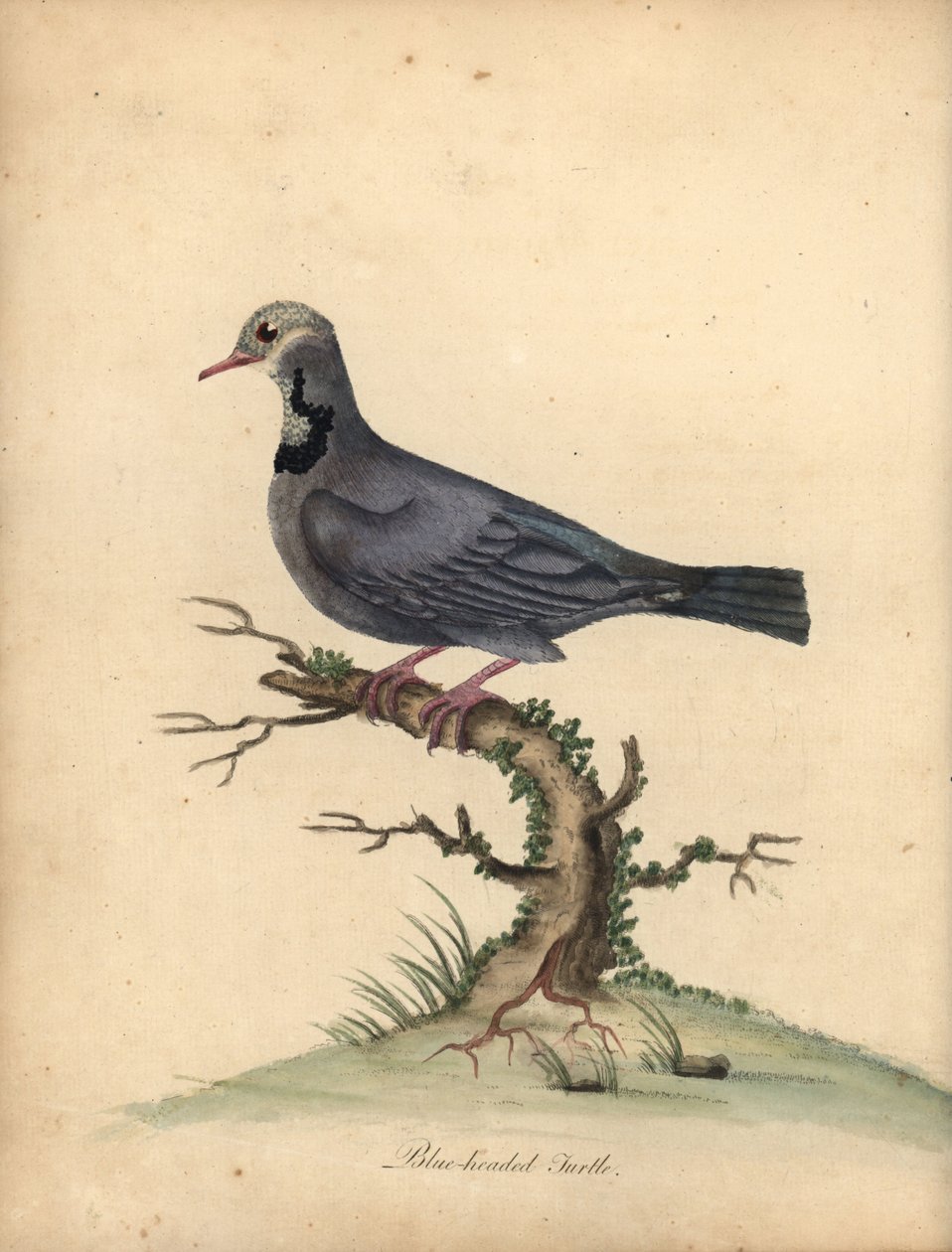 Kékfejű fürj galamb, Starnoenas cyanocephala. Veszélyeztetett. (Kékfejű teknős vagy galamb, Columba cyanocephala) Kézzel színezett rézmetszet William Hayes illusztrációjáról: Ritka és kíváncsi madarak portréi az Osterly P menedzseréből alkotó: William Hayes