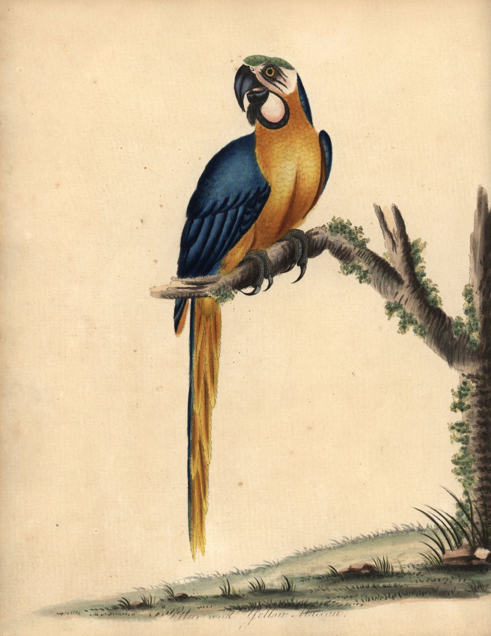 Kék és sárga ara, Ara ararauna. (Kék és sárga ara, Psittacus ararauna) Kézzel színezett rézmetszet William Hayes illusztrációjáról: Ritka és kíváncsi madarak portréi az Osterly Park menagery-ből, London: Bulmer alkotó: William Hayes