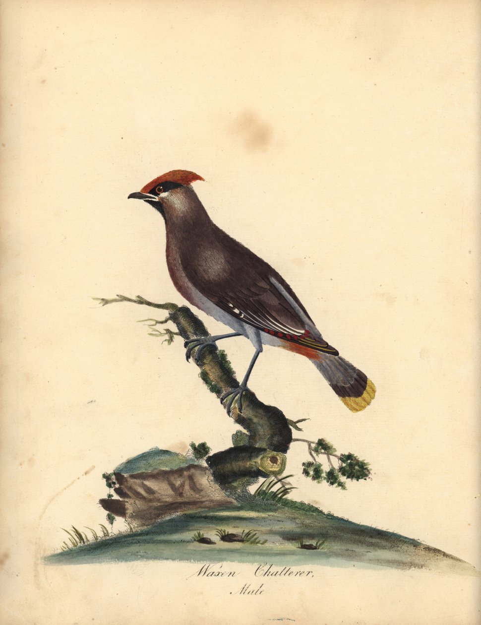Bohém viaszszárny, Bombycilla garrulus. (Waxen chatterer, Ampelis garrulus) Kézzel színezett rézmetszet A (Ann) Hayes illusztrációjáról William Hayes Portréja ritka és kíváncsi madarakról az Osterly Park menagery-ből, London: Bulmer alkotó: William Hayes