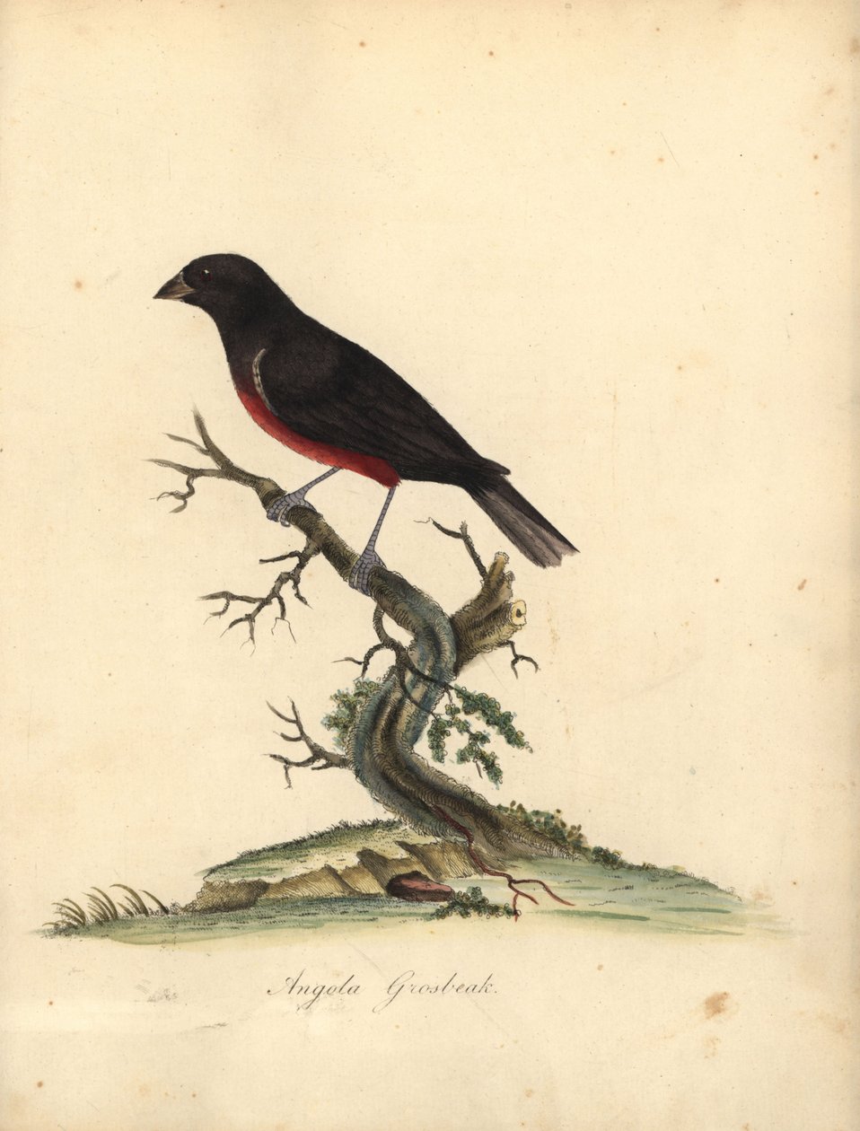 Gesztenyehasú magpinty, Oryzoborus angolensis. (Angola grosbeak, Loxia angolensis) Kézzel színezett rézmetszet William Hayes illusztrációjáról a londoni Osterly Park menagery ritka és kíváncsi madarak portréiból: Bulmer alkotó: William Hayes