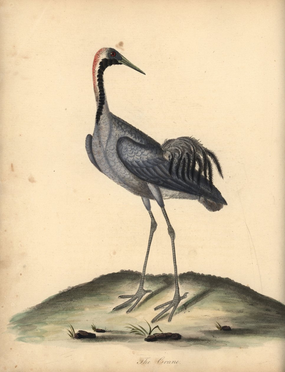 Közönséges daru, Grus grus. (Ardea grus) Kézzel színezett rézmetszet William Hayes illusztrációjáról az Osterly Park menagery ritka és kíváncsi madarak portréiból. alkotó: William Hayes