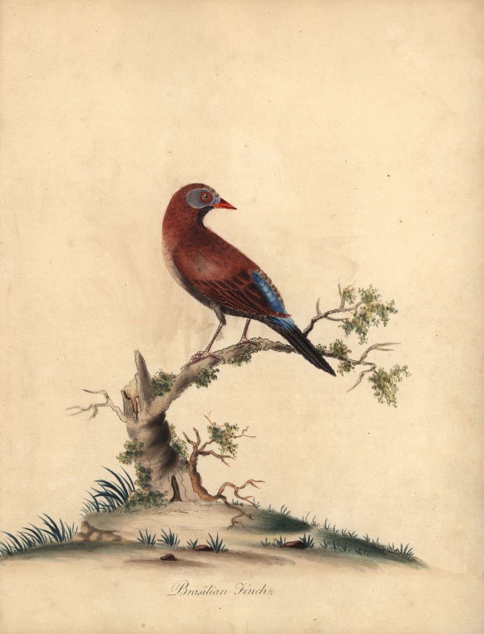 Közönséges gránátos, Uraeginthus granatinus, Afrikában őshonos. (Brazil pinty, Fringilla granatina) Kézzel színezett rézmetszet William Hayes illusztrációjáról: Ritka és kíváncsi madarak portréi az Osterly Park menagery-ből, London: Bu alkotó: William Hayes