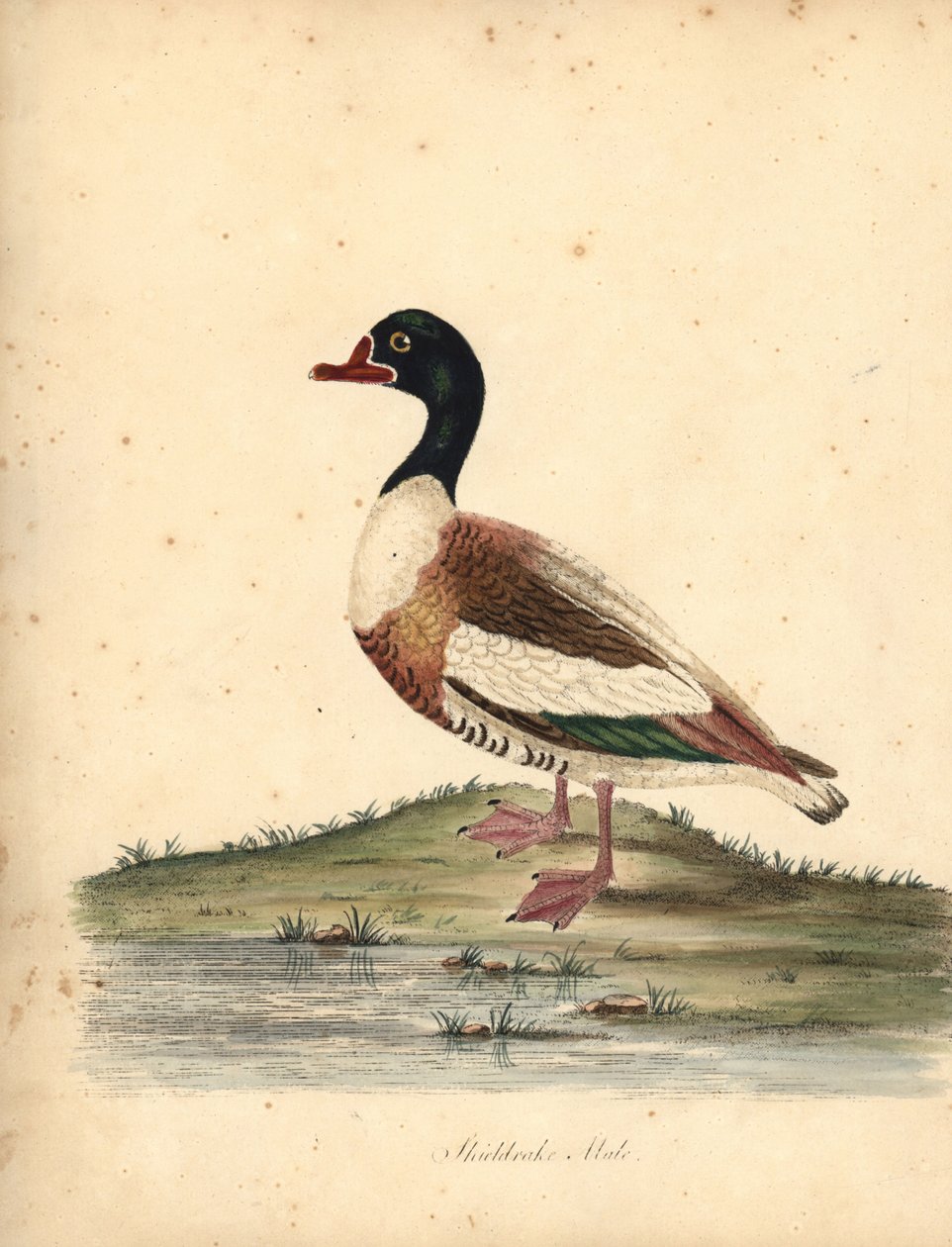 Közönséges kagyló, Tadorna tadorna. (Shieldrake, Anas tadorna.) Kézzel színezett rézmetszet William Hayes illusztrációjáról az Osterly Park menagery ritka és kíváncsi madarak portréiból (London: Bulmer) alkotó: William Hayes