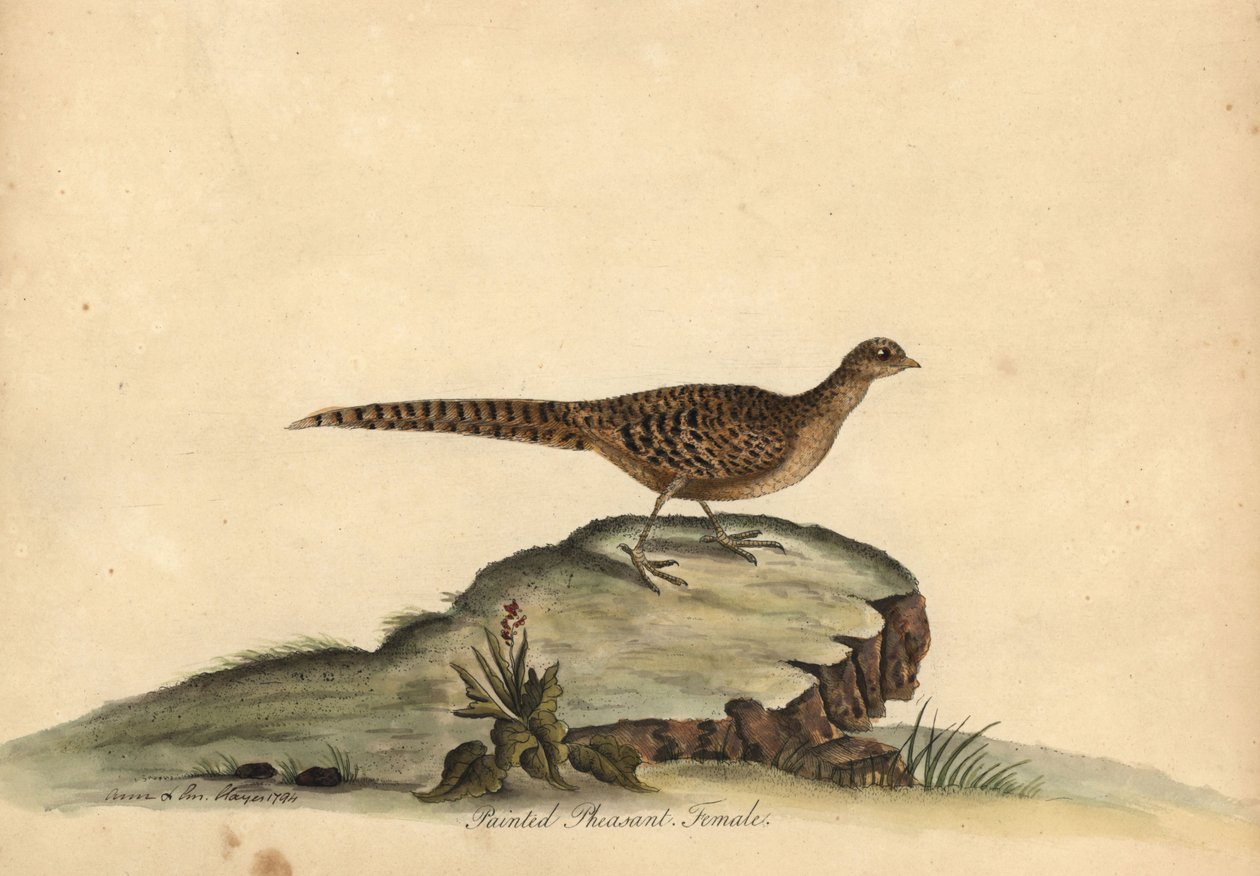 Arany- vagy kínai fácán, Chrysolophus pictus, nőstény. (Festett fácán, Phasianus pictus) Kézzel színezett rézmetszet Ann és Emily Hayes illusztrációjáról William Hayes Portréja ritka és kíváncsi madarakról az Osterly menageryből alkotó: William Hayes
