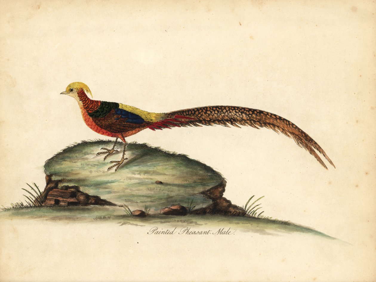 Arany- vagy kínai fácán, Chrysolophus pictus, hím. (Festett fácán, Phasianus pictus) Kézzel színezett rézmetszet William Hayes illusztrációjáról: Ritka és kíváncsi madarak portréi az Osterly Park menagery-ből, London: Bulmer alkotó: William Hayes