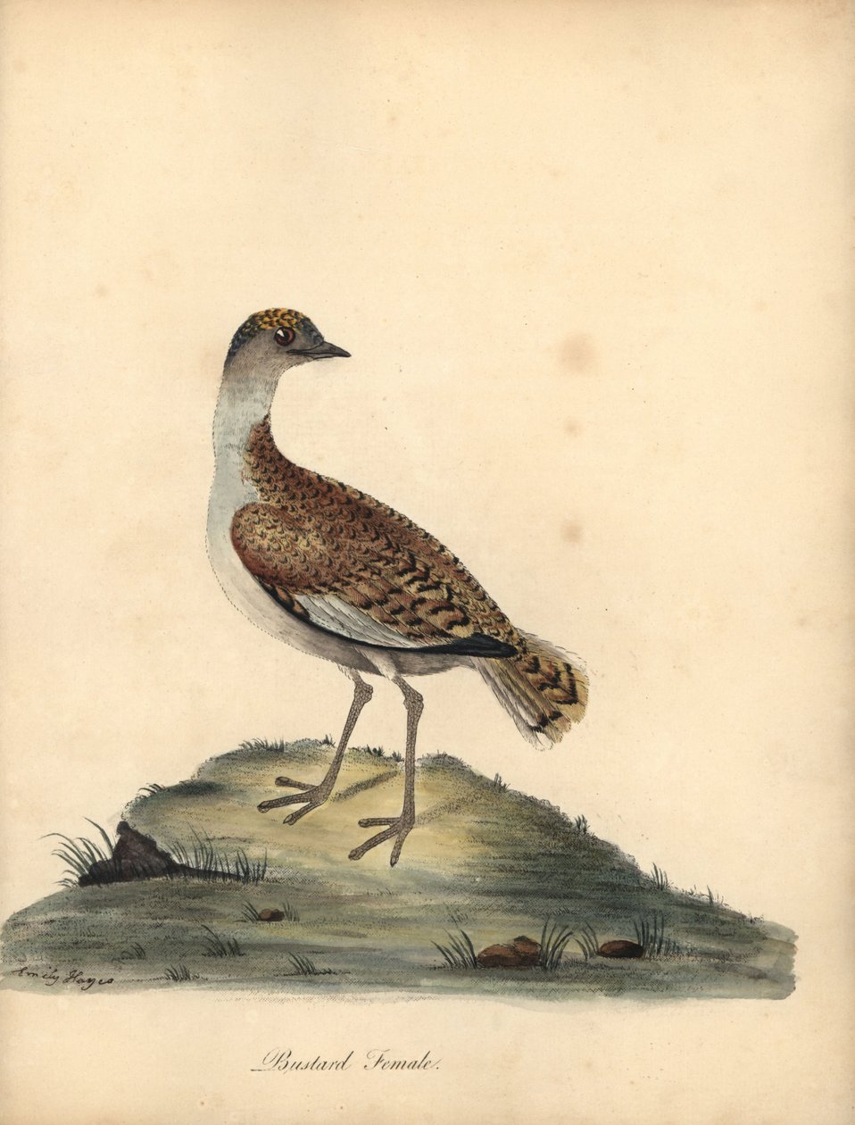 Túzok, Otis tarda, szuka. Sebezhető. Kézzel színezett rézmetszet William és Emily Hayes illusztrációjáról William Hayes Ritka és kíváncsi madarak portréiból az Osterly Park menageryjából. alkotó: William Hayes