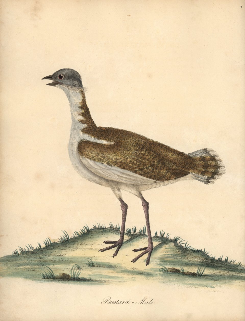 Túzok, Otis tarda, kan. Sebezhető. Kézszínű rézmetszet William Hayes illusztrációjáról az Osterly Park menagery ritka és kíváncsi madarak portréiból (London: Bulmer) alkotó: William Hayes