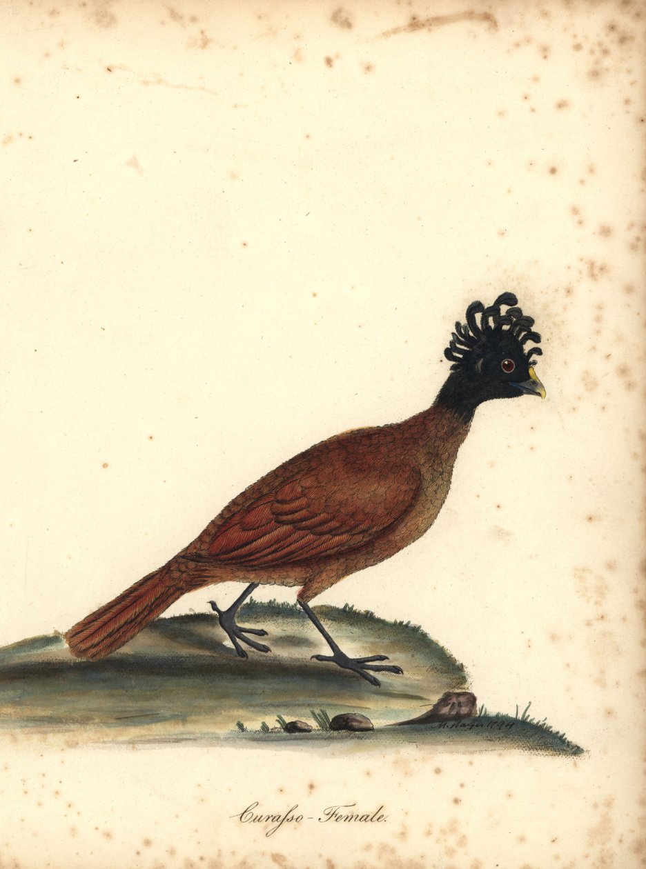 Nagy kurassó, Crax rubra, nőstény. (Curasso, Crax rubra) Sebezhető. Kézzel színezett rézmetszet M (Matilda) Hayes illusztrációjáról William Hayes Ritka és kíváncsi madarak portréiból az Osterly Park menageryjából, London: Bulmer alkotó: William Hayes