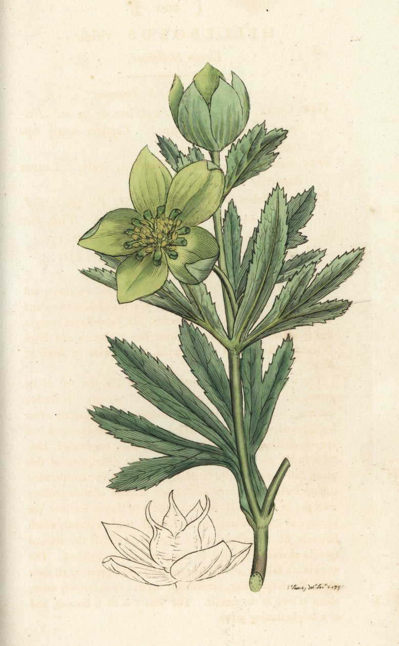 Zöld hunyor, Helleborus viridis. Kézzel színezett rézmetszet James Sowerbytől, James Smith English Botany, London alkotó: William Hayes