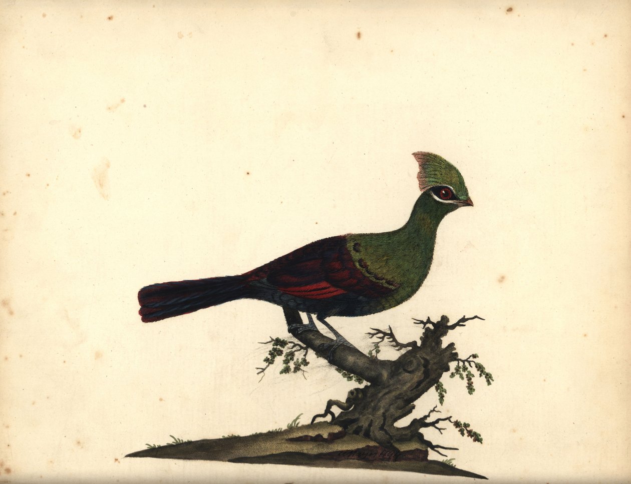 Guinea vagy zöld turaco, Tauraco persa. (Touraco, Cuculus persa) Kézzel színezett rézmetszet William Hayes illusztrációjáról: Ritka és kíváncsi madarak portréi az Osterly Park menagery-ből, London: Bulmer alkotó: William Hayes