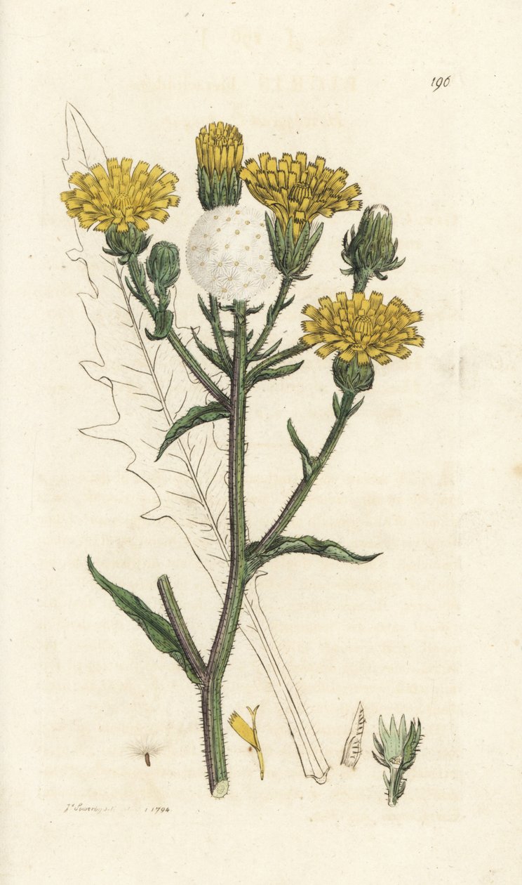 Hawkweed ökörnyelv, Picris hieracioides. Kézzel színezett rézmetszet James Sowerbytől, James Smith English Botany, London alkotó: William Hayes