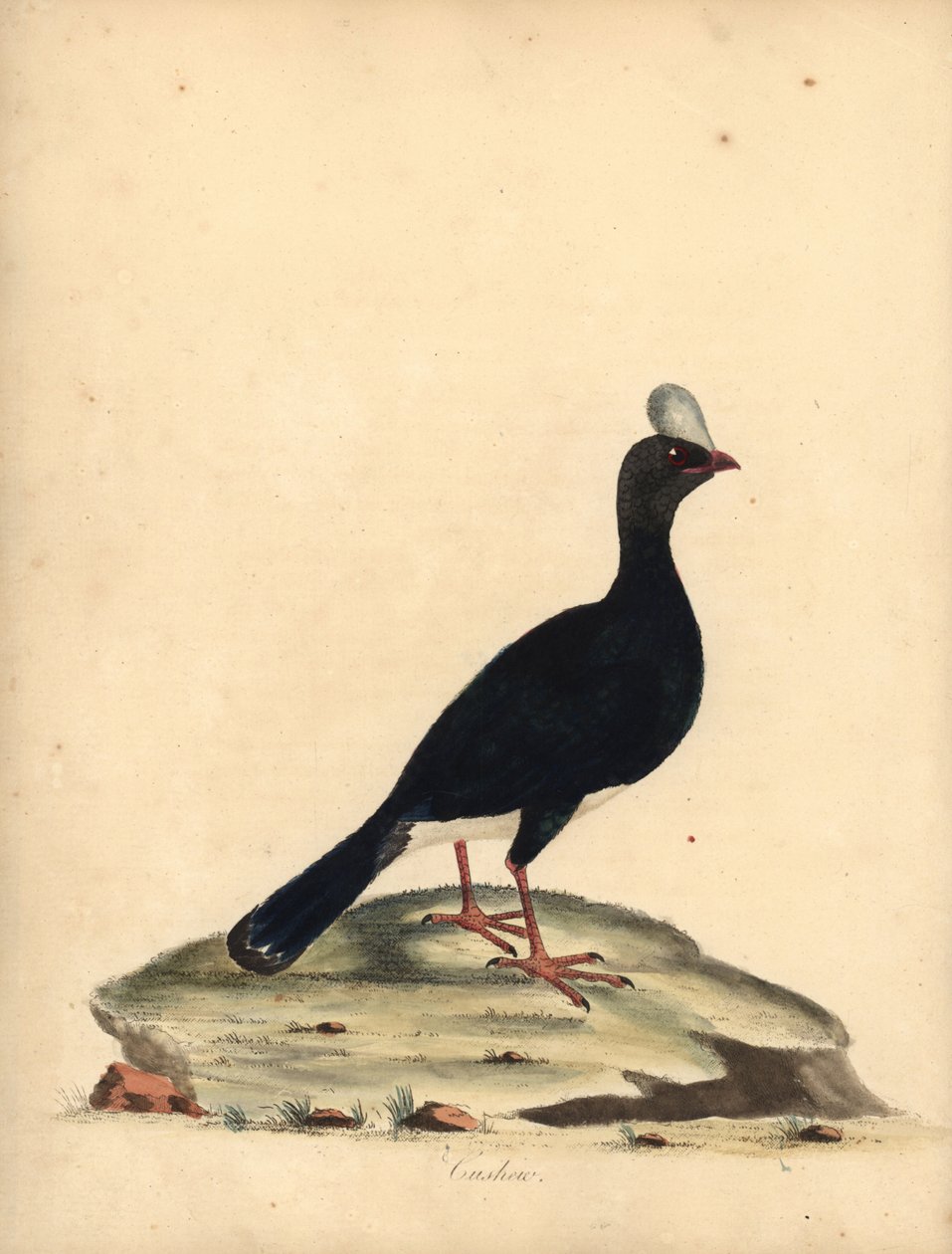 Szarvas currasow, Pauxi unicornis. Veszélyeztetett. (Cushew, Crax pauxi). Kézszínű rézmetszet William Hayes illusztrációjáról az Osterly Park menagery ritka és kíváncsi madarak portréiból (London: Bulmer) alkotó: William Hayes
