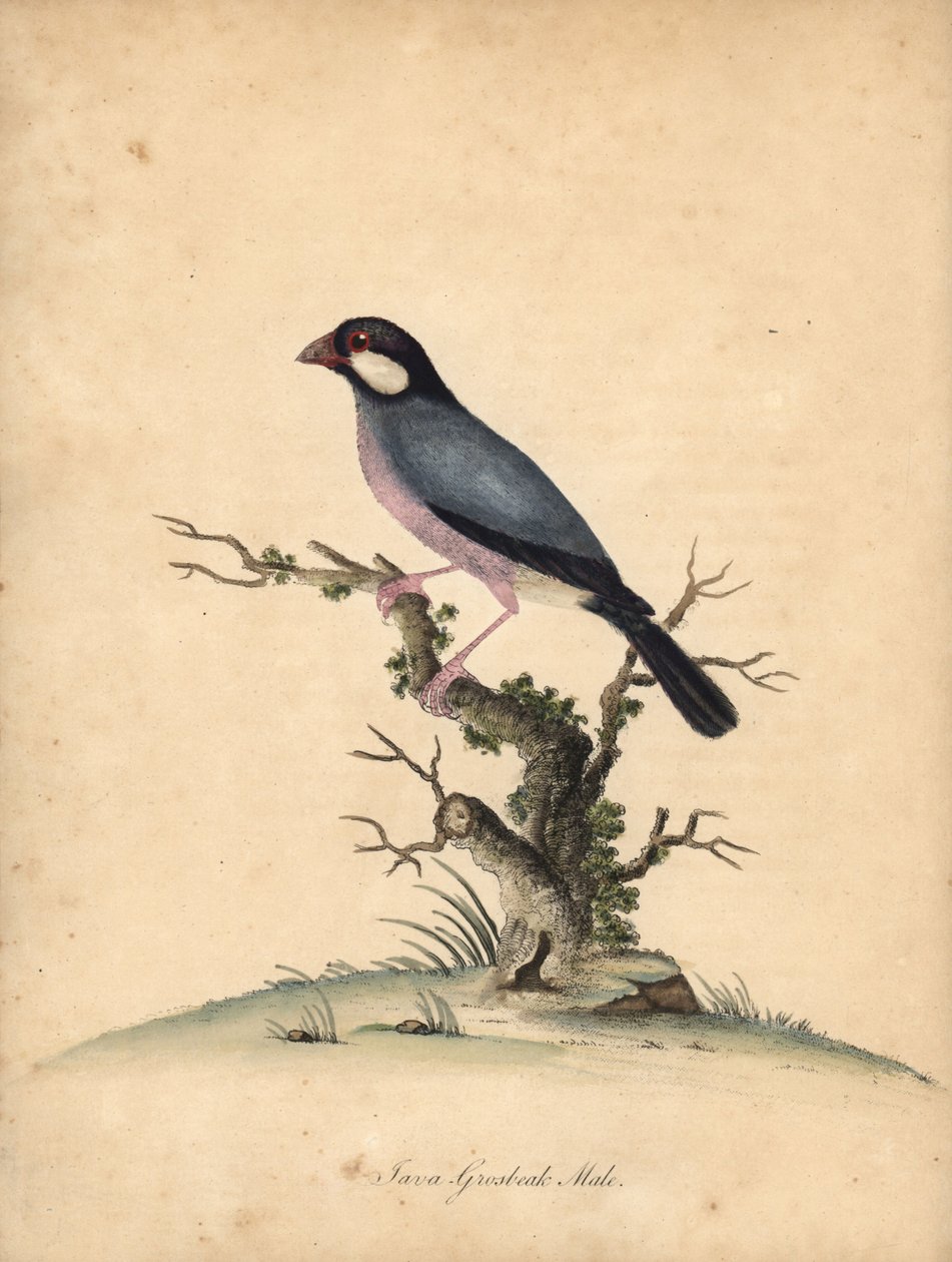 Jávai veréb, Loncura oryzivora. Sebezhető. (Java grosbeak, Loxea oryxivora) Kézzel színezett rézmetszet William Hayes illusztrációjáról: Ritka és kíváncsi madarak portréi az Osterly Park menagery-ből, London: Bulmer alkotó: William Hayes