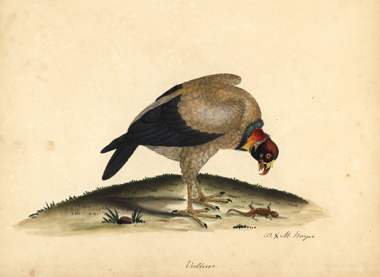 Királykeselyű, Sarcoramphus papa (Vultur papa). Kézzel színezett rézmetszet William Hayes és lánya, M (Matilda) illusztrációjáról az Osterly Park menagery ritka és kíváncsi madarak portréiból. alkotó: William Hayes