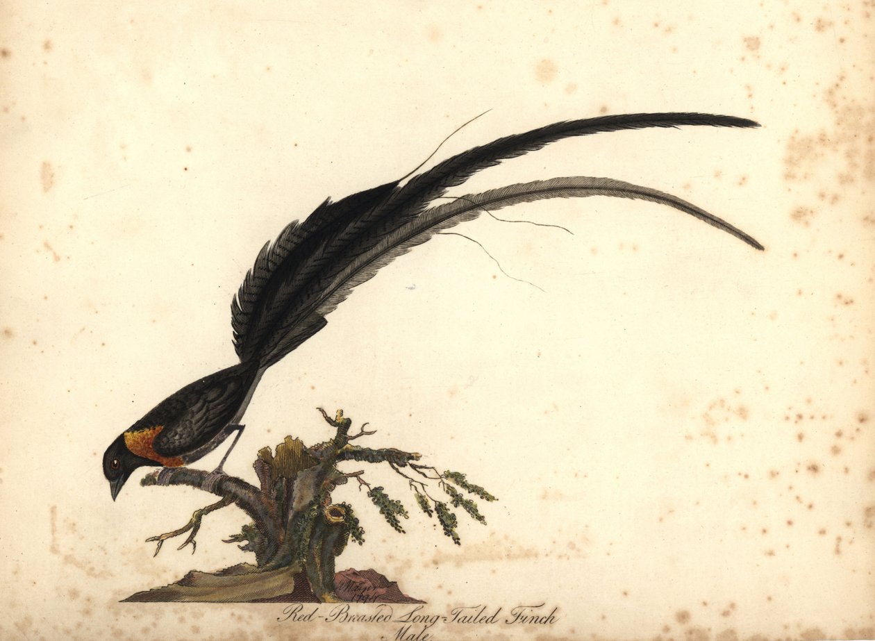 Hosszúfarkú paradicsom Whydah, Vidua paradisaea, hím. (Vörösmellű, hosszúfarkú pinty, Emberiza paradisaea) Kézzel színezett rézmetszet William Hayes illusztrációjáról: Ritka és kíváncsi madarak portréi az Osterly Park menázsából, Lo alkotó: William Hayes