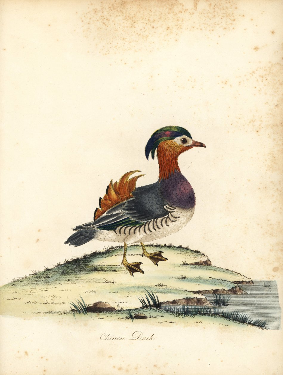 Mandarin kacsa, Aix galericulata. (Kínai kacsa, Anas galericulata) Kézzel színezett rézmetszet William Hayes illusztrációjáról: Ritka és kíváncsi madarak portréi az Osterly Park menagery-ből, London: Bulmer alkotó: William Hayes