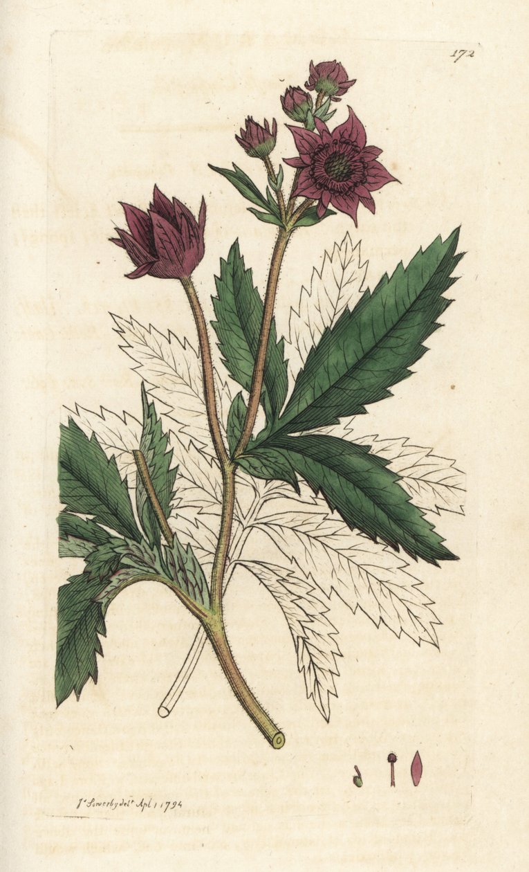 Marsh cinquefoil, Comarum mocsár. Kézzel színezett rézmetszet James Sowerbytől, James Smith English Botany, London alkotó: William Hayes
