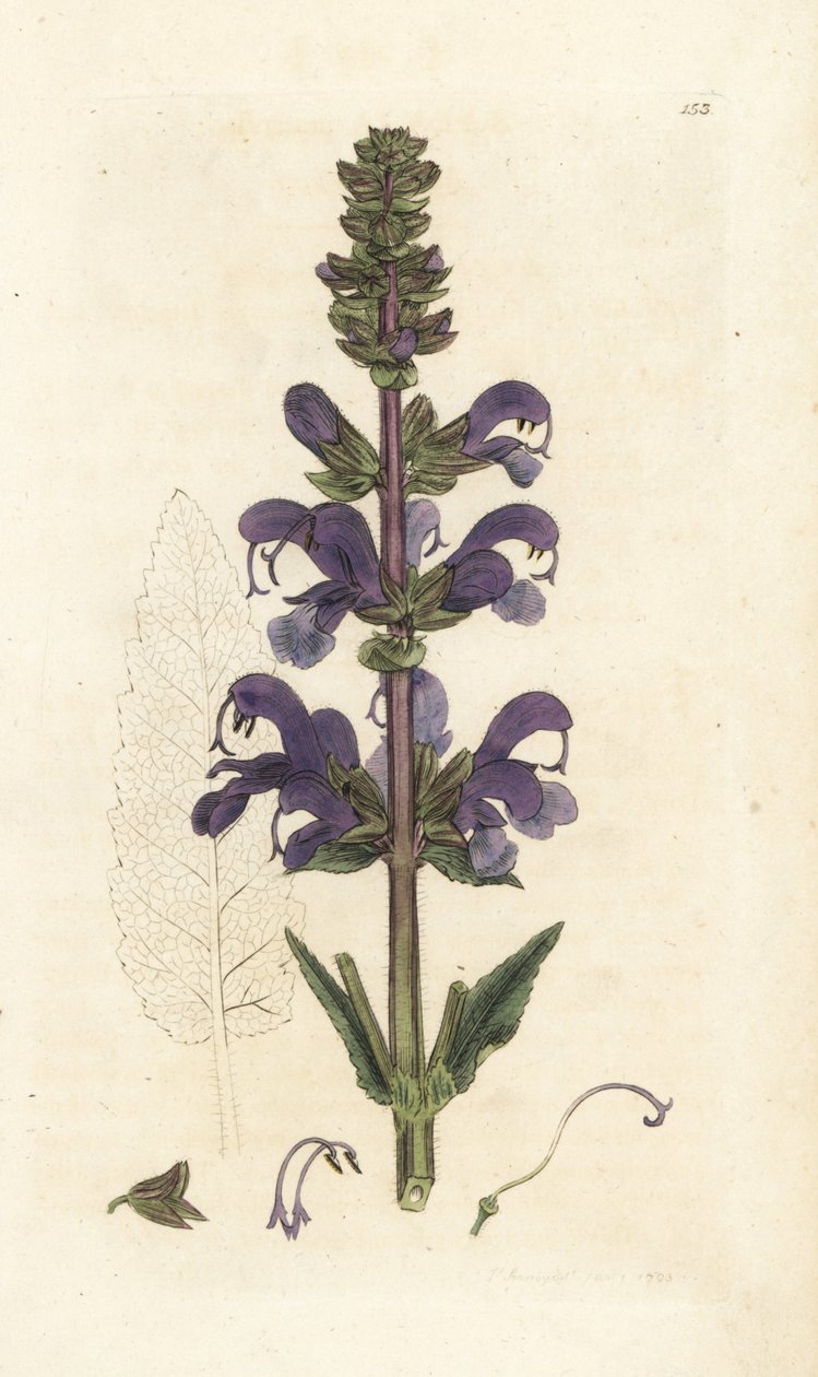 Réti agyag, Salvia pratensis. Kézzel színezett rézmetszet James Sowerbytől, James Smith English Botany, London alkotó: William Hayes