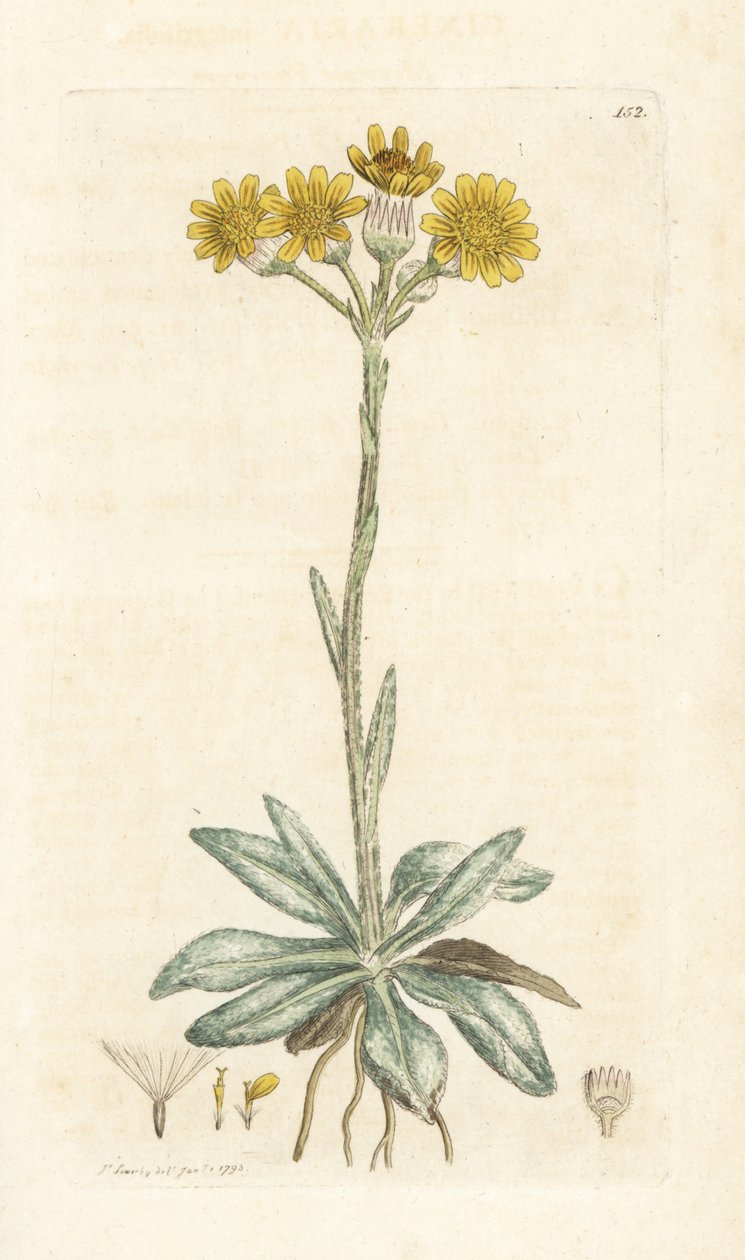Hegyi bolhafű, Tephroseris integrifolia (Cineraria integrifolia). Kézzel színezett rézmetszet James Sowerbytől, James Smith English Botany, London alkotó: William Hayes