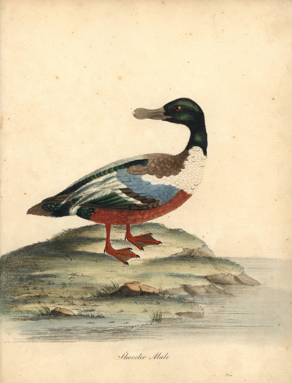 Északi lapátos, Anas clypeata, kan. Kézszínű rézmetszet William Hayes illusztrációjáról az Osterly Park menagery ritka és kíváncsi madarak portréiból (London: Bulmer) alkotó: William Hayes