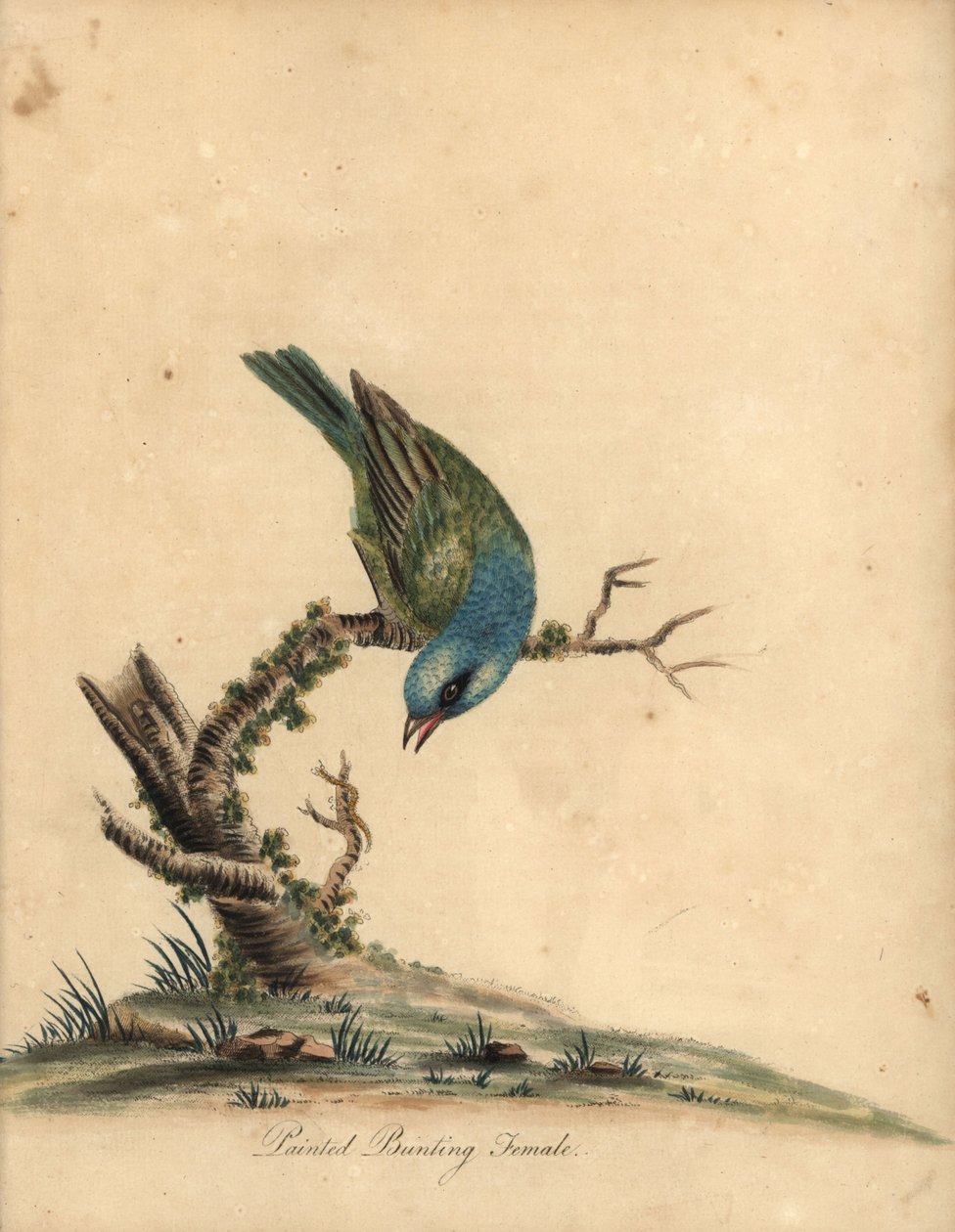 Festett sármány, Passerina ciris, nőstény. Majdnem megfenyegetve. Kézszínű rézmetszet William Hayes illusztrációjáról az Osterly Park menagery ritka és kíváncsi madarak portréiból (London: Bulmer) alkotó: William Hayes