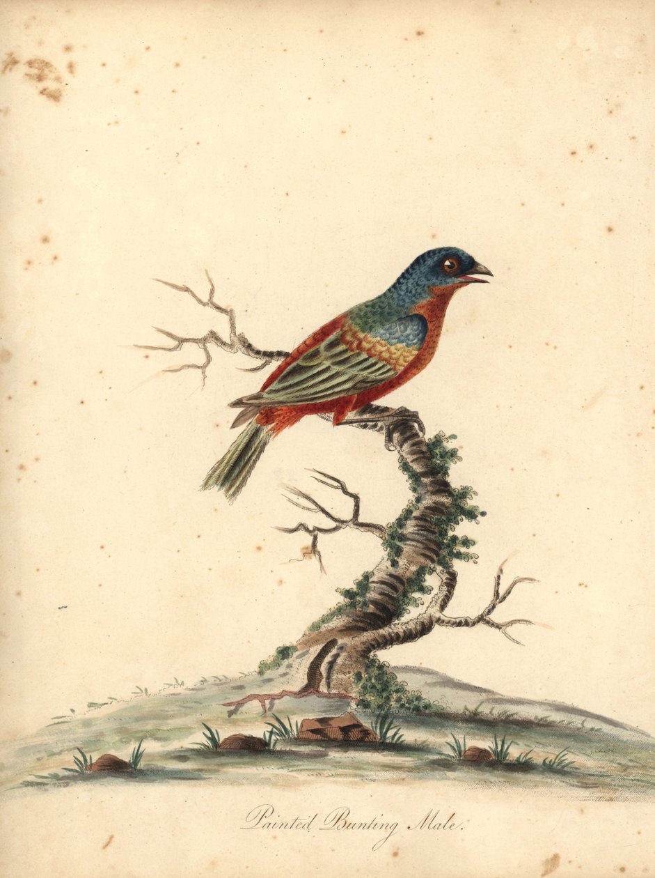 Festett sármány, Passerina ciris, kan. Majdnem megfenyegetve. Kézszínű rézmetszet William Hayes illusztrációjáról az Osterly Park menagery ritka és kíváncsi madarak portréiból (London: Bulmer) alkotó: William Hayes