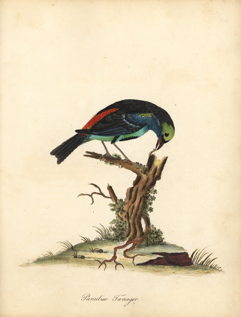 Paradise tanager, Tangara chilensis. (Tanagra tatao) Kézzel színezett rézmetszet William Hayes illusztrációjáról az Osterly Park menagery ritka és kíváncsi madarak portréiból (London: Bulmer) alkotó: William Hayes