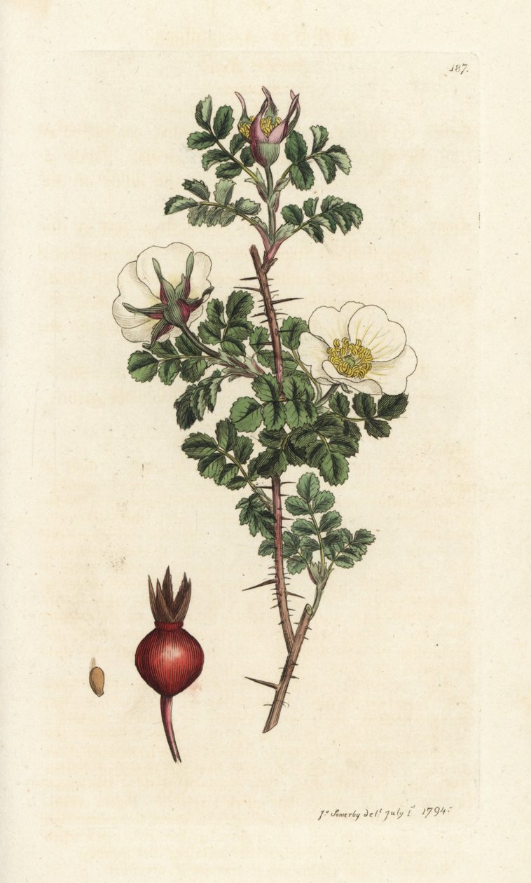Pink burnet, Rosa spinosissima. Kézzel színezett rézmetszet James Sowerbytől, James Smith English Botany, London alkotó: William Hayes