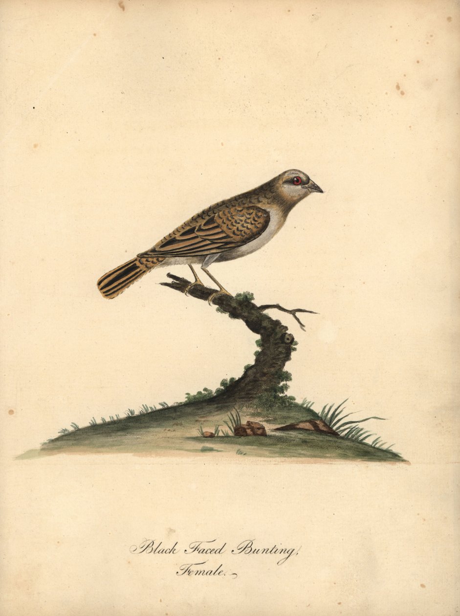 Vöröscsőrű quelea, Quelea quelea, nőstény. (Fekete arcú sármány, Embereza quelea) Kézzel színezett rézmetszet William Hayes illusztrációjáról az Osterly Park menagery ritka és kíváncsi madarak portréiból (London: Bulmer) alkotó: William Hayes