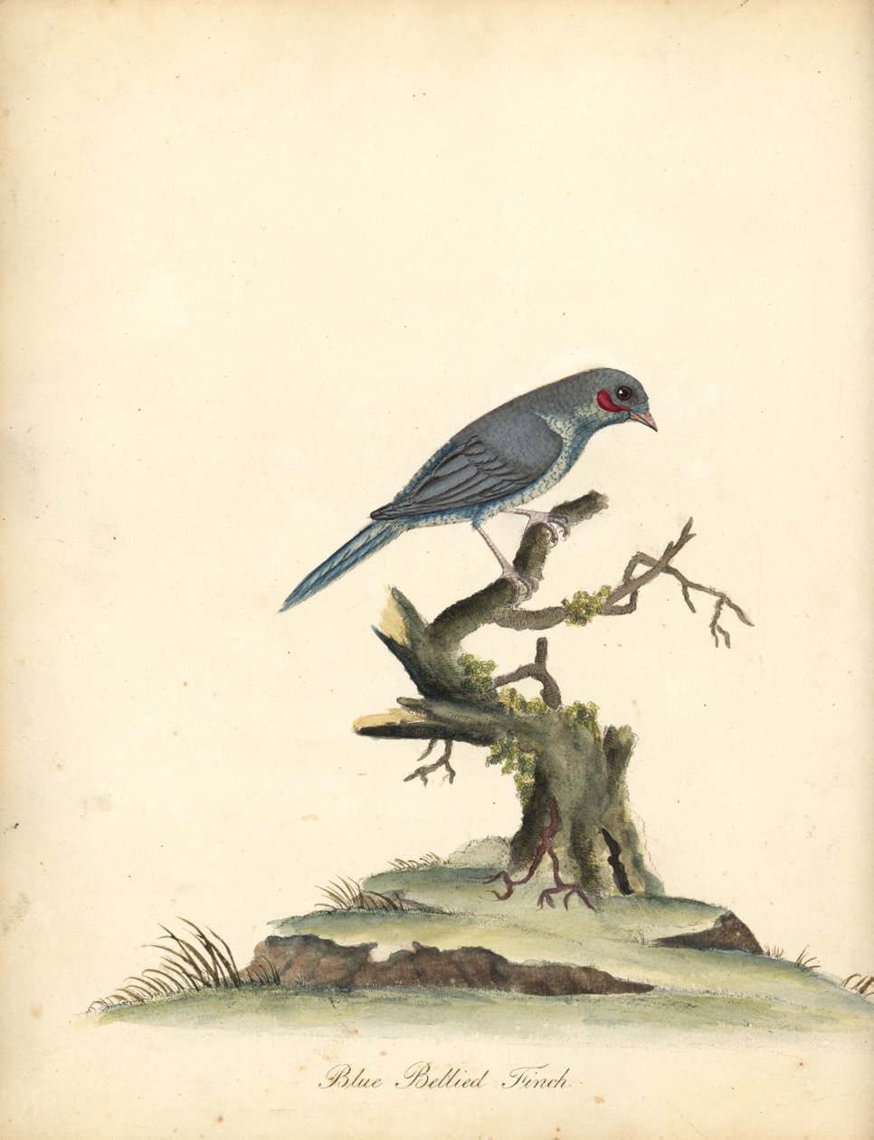 Vörös pofájú cordonbleu, Uraeginthus bengalus. (Kékhasú pinty, Fringilla benghalus.) Kézzel színezett rézmetszet William Hayes illusztrációjáról az Osterly Park menagery ritka és kíváncsi madarak portréiból (London: Bulmer) alkotó: William Hayes
