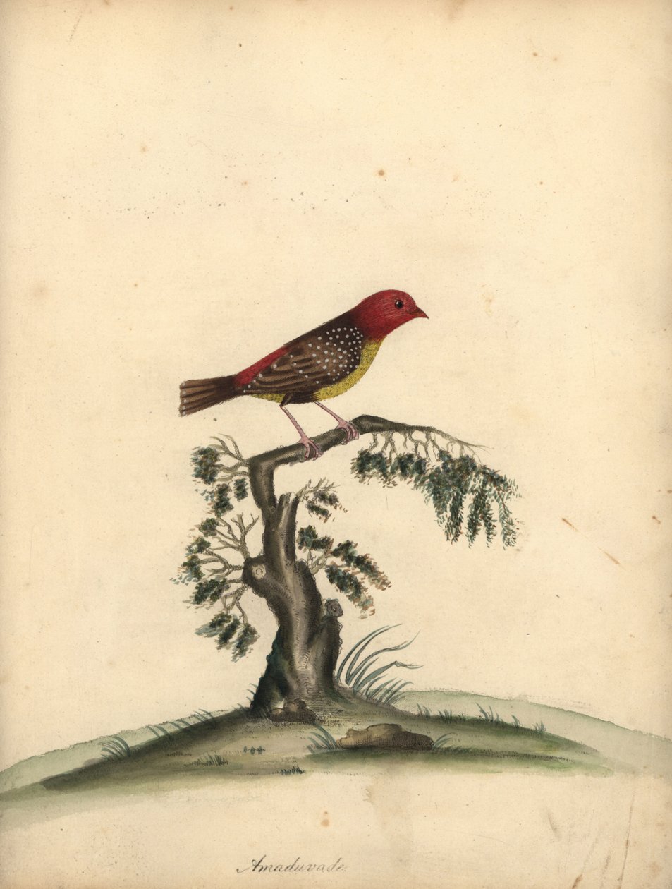Piros avadavat, Amandava amandava. (Amaduvade, Fringilla amandava) Kézzel színezett rézmetszet William Hayes illusztrációjáról az Osterly Park menagery ritka és kíváncsi madarak portréiból. alkotó: William Hayes