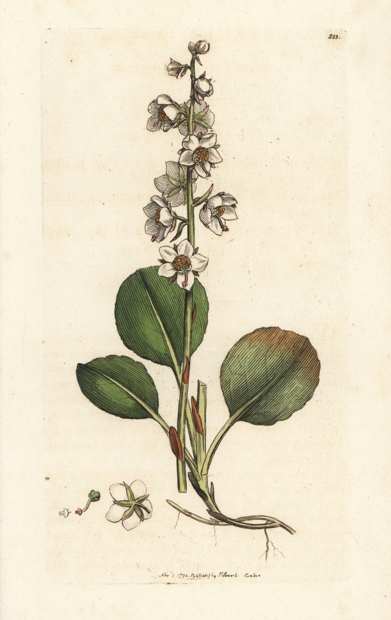 Kerek levelű télzöld, Pyrola rotundifolia. James Sowerby kézi színű rézmetszet, James Smith English Botany, London alkotó: William Hayes