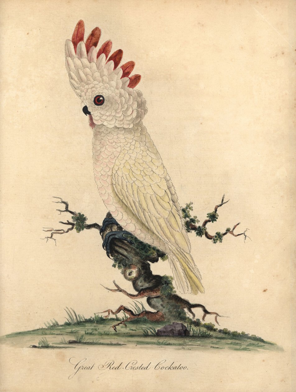 Lazactarajos vagy molukkói kakadu, Cacatua moluccensis. (Nagy vörös tarajos kakadu) Sebezhető. Kézzel színezett rézmetszet William Hayes illusztrációjáról az Osterly Park menagery ritka és kíváncsi madarak portréiból (London: Bu) alkotó: William Hayes
