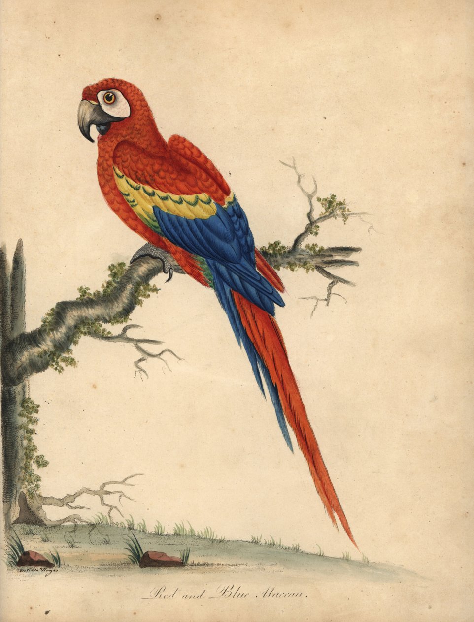 Skarlát ara, Ara macao. (Piros és kék ara, Psittacus macao) Kézzel színezett rézmetszet William Hayes és lánya, Matilda illusztrációjáról William Hayes Ritka és kíváncsi madarak portréiból az Osterly Park menagery-ből (London) alkotó: William Hayes