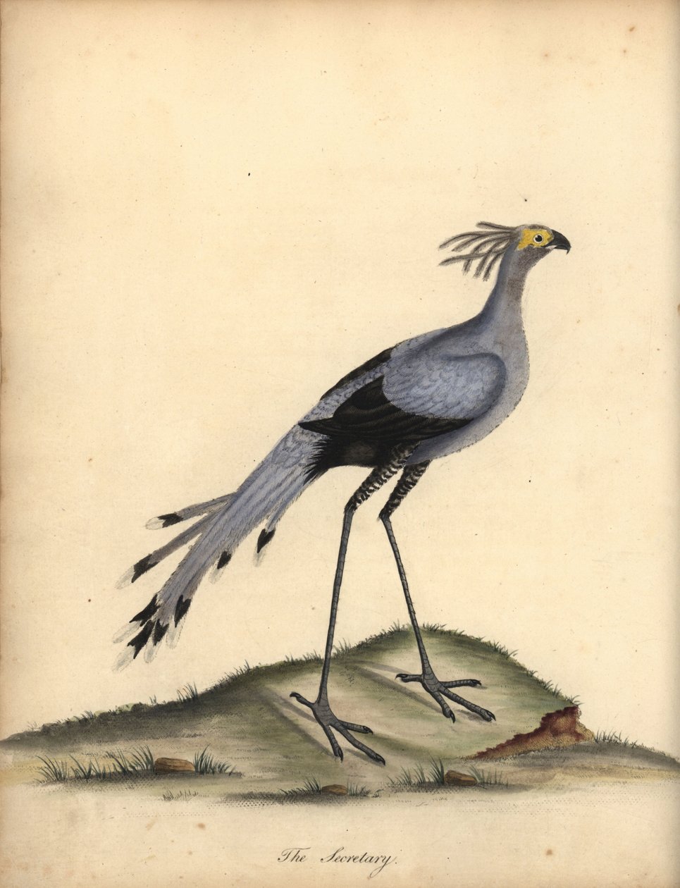 Secretarybird, Sagittarius serpentarius. Sebezhető. (Falco serpentarius) Kézzel színezett rézmetszet William Hayes illusztrációjáról: Ritka és kíváncsi madarak portréi az Osterly Park menageryjából. alkotó: William Hayes