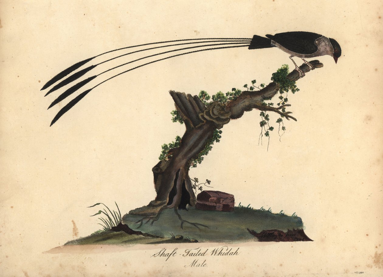 Tengelyfarkú Whydah, Vidua regia. (Shaft-tailed whidah, Emberiza regia) Kézzel színezett rézmetszet William Hayes és lánya, M (Matilda) illusztrációjáról a londoni Osterly Park menagery ritka és kíváncsi madarak portréiból: alkotó: William Hayes