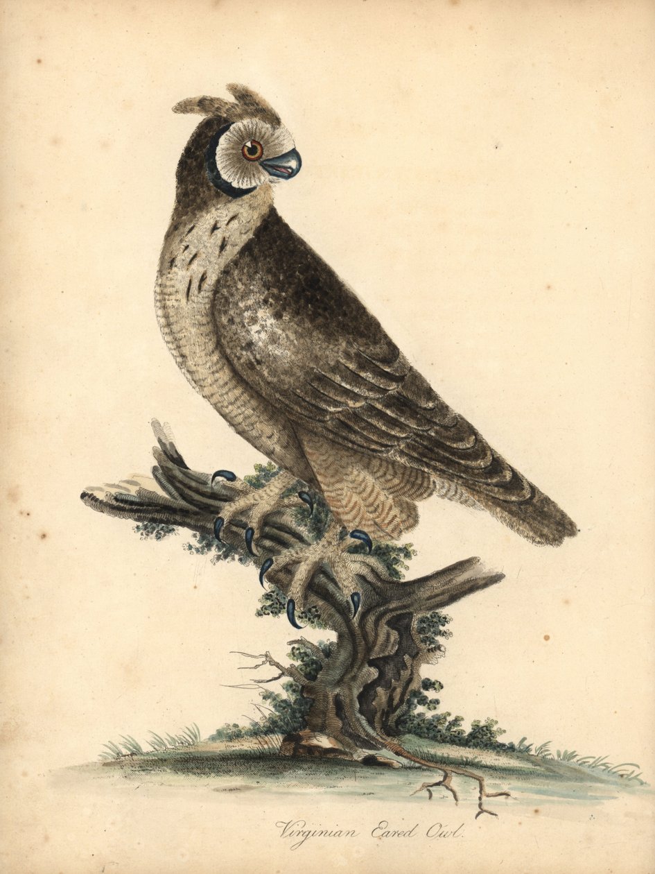 Rövid fülű bagoly, Asio flammeus. (Virginai füles bagoly) Kézszínű rézmetszet William Hayes és lánya, M (Matilda) illusztrációjáról az Osterly Park menagery ritka és kíváncsi madarak portréiból, London: Bulmer alkotó: William Hayes