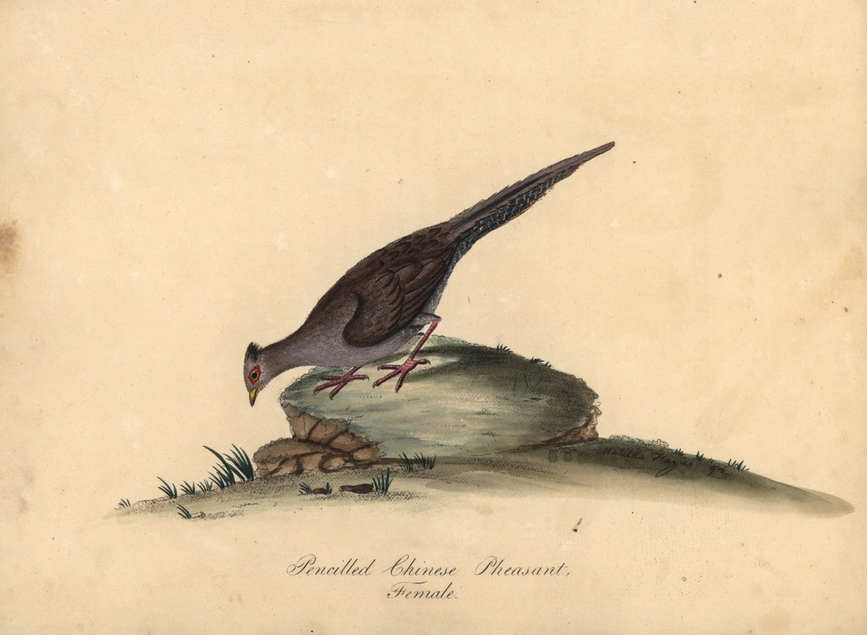 Ezüstfácán, Lophura nycthemera, nőstény. (Csínai fácán ceruzával, Phasianus nycthemerus) Matilda Hayes, William Hayes ritka és kíváncsi madarak portréi az Osterly Park állatkertjéből készült illusztrációjából, kézzel színezett rézmetszet, alkotó: William Hayes
