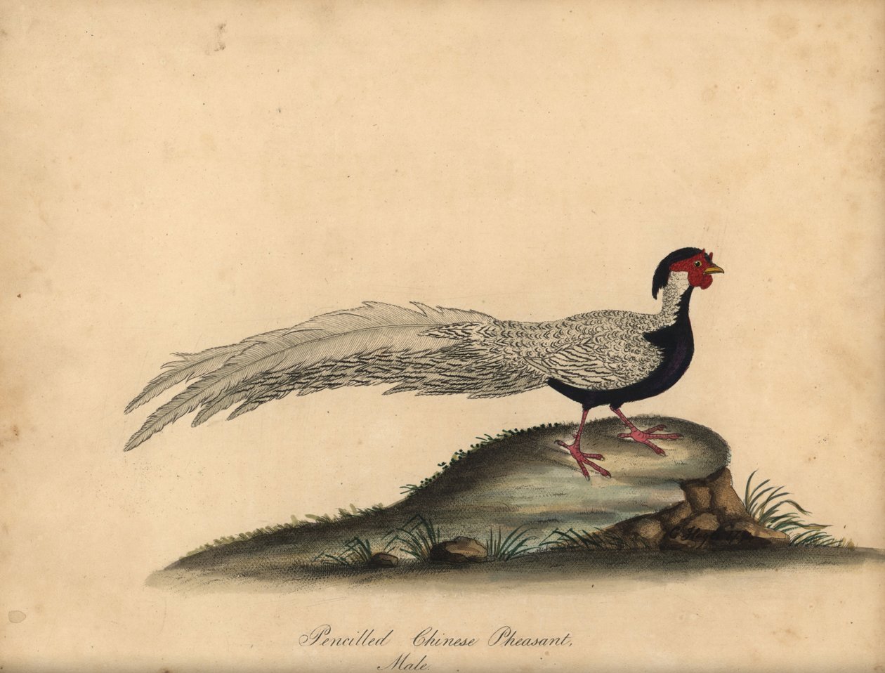 Ezüstfácán, Lophura nycthemera, hím. (Tollas kínai fácán, Phasianus nycthemerus) C. Hayes illusztrációjának kézi színű rézmetszete William Hayes Ritka és kíváncsi madarak portréiból az Osterly Park menageryjából, London alkotó: William Hayes