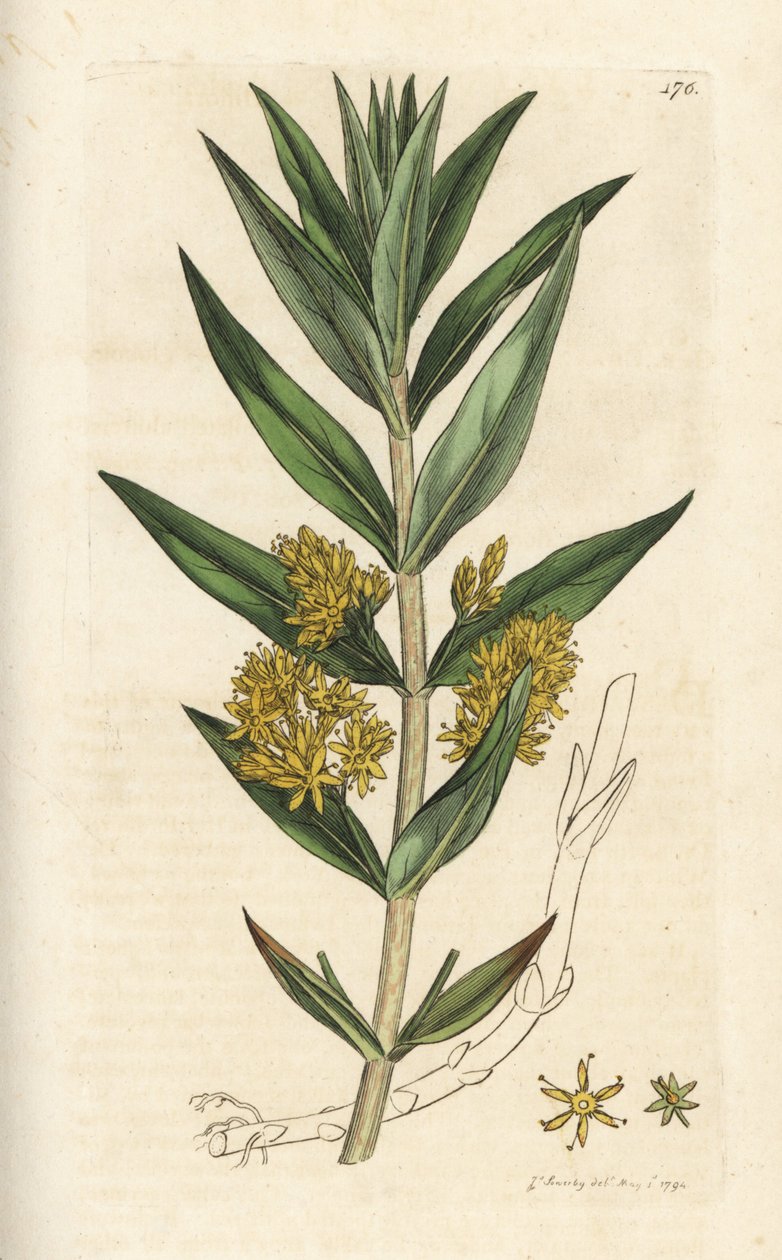 Bojtos lazafaj, Lysimachia thyrsiflora. James Sowerby kézi színű rézmetszet, James Smith English Botany, London alkotó: William Hayes