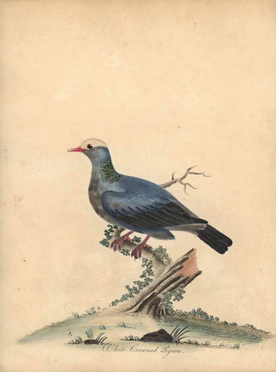 Fehér koronás galamb, Patagioenas leucocephala. Majdnem megfenyegetve. (Columba leucocephala) Kézzel színezett rézmetszet William Hayes illusztrációjáról az Osterly Park menagery ritka és kíváncsi madarak portréiból. alkotó: William Hayes