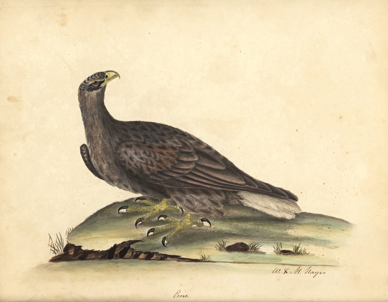 Fehérfarkú tengeri sas, Haliaeetus albicilla (Erne, Aquila albicilla). Kézzel színezett rézmetszet William Hayes és lánya, M (Matilda) illusztrációjáról a londoni Osterly Park menagery ritka és kíváncsi madarak portréiból: B alkotó: William Hayes