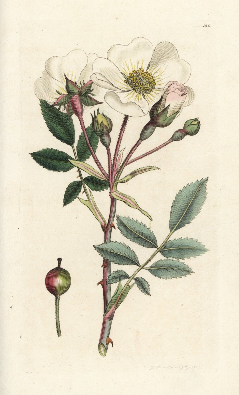 Fehér kutyarózsa, Rosa arvensis. James Sowerby kézi színű rézmetszet, James Smith English Botany, London alkotó: William Hayes