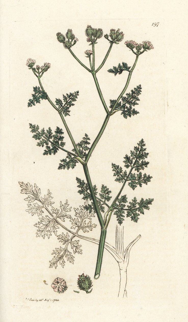 Fehér csipkevirág, Orlaya grandiflora (Small caucalis vagy basard petrezselyem, Caucalis daucoides). Kézzel színezett rézmetszet James Sowerbytől, James Smith English Botany, London alkotó: William Hayes