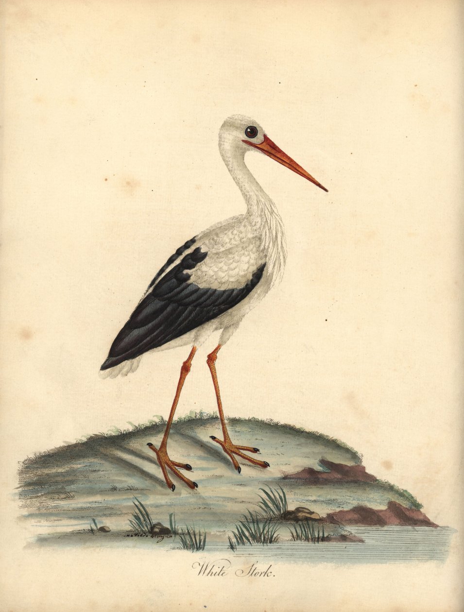 Fehér gólya, Ciconia ciconia. (Ardea ciconia) Kézzel színezett rézmetszet William Hayes és Matilda Hayes illusztrációjáról William Hayes ritka és kíváncsi madarak portréiból az Osterly Park menageryjából, London: Bulmer alkotó: William Hayes
