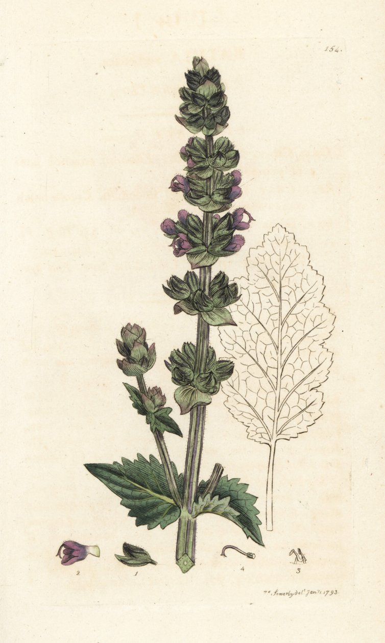 Vad angol clary, Salvia verbenaca. James Sowerby kézi színű rézmetszet, James Smith English Botany, London alkotó: William Hayes