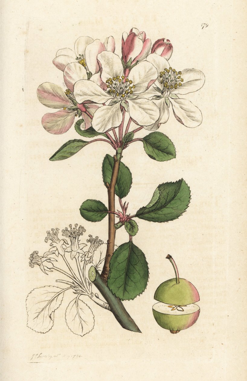 Vadalma vagy rákfa, Malus domestica (Pyrus malus). James Sowerby kézi színű rézmetszet, James Smith English Botany, London alkotó: William Hayes