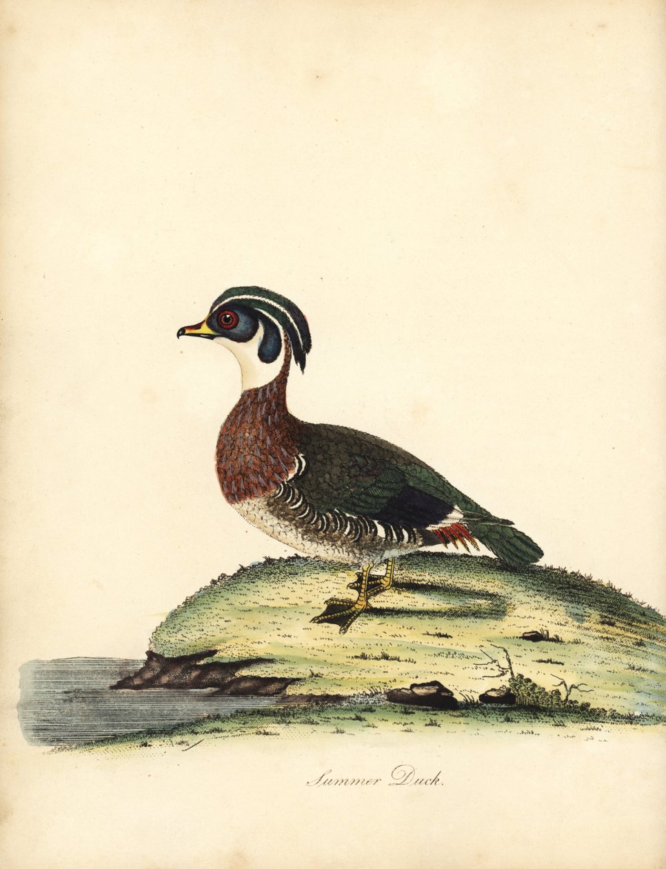 Erdei kacsa, Aix sponsa. (Nyári kacsa, Anas sponsa.) Kézzel színezett rézmetszet William Hayes illusztrációjáról az Osterly Park menagery ritka és kíváncsi madarak portréiból (London: Bulmer) alkotó: William Hayes
